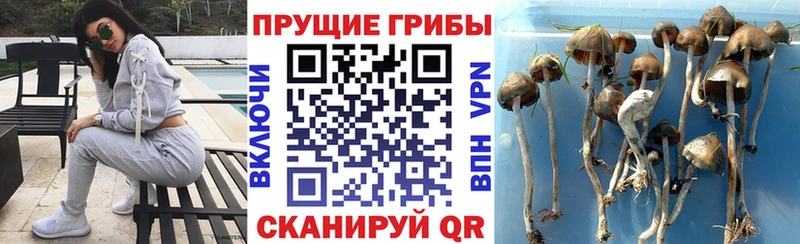 дарнет шоп  Лангепас  Галлюциногенные грибы прущие грибы 